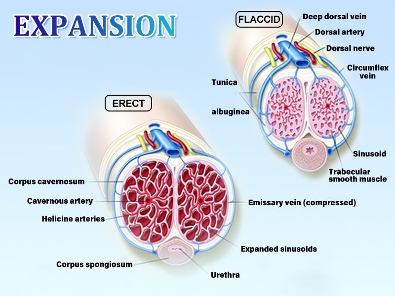 Electric Penis Enlarge Vacuum Pump with 4 Suction Intensities, Adorime Rechargeable Automatic - Image 6